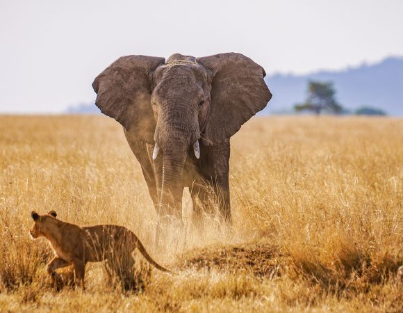 Tarangire National Park