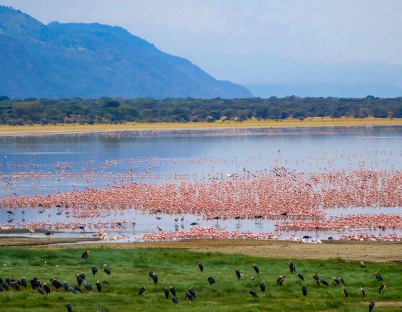 Lake Manyara National  