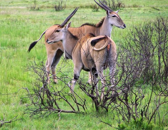 Mkomazi National park